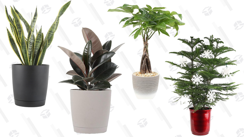 Gold Box de plantas para la casa | AmazonGráfico: Shep McAllister